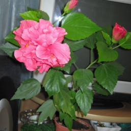 Цветок китайской розы