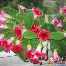 Цветы Глоксиния Малиново-красная (листики укорененные, детки)