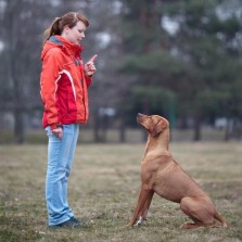 Дрессировка собак в Николаеве - первое занятие бесплатно
