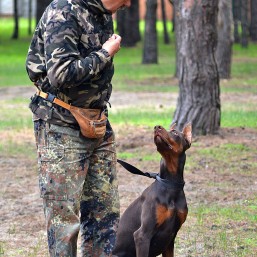 Дрессировка собак в Николаеве с профессиональным кинологом
