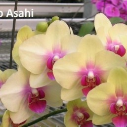 Подростки орхидеи