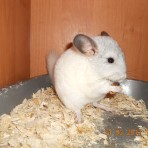 Lussi