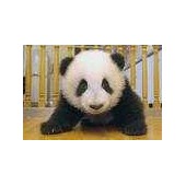 Панда