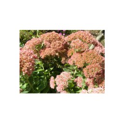 Продаю садовые многолетники