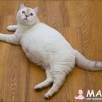 Танюшка Кот