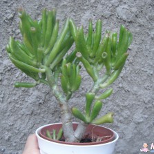 Толстянка (денежное дерево)