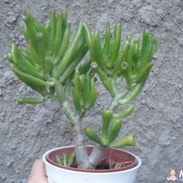 Толстянка (денежное дерево)