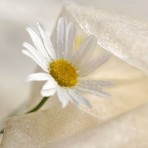 Наталия Литовченко