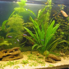аквариумные растения