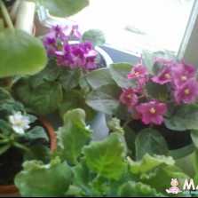 листики фиалки