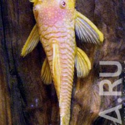 Аквариумные рыбки