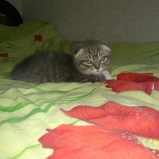 Шотландская Вислоушка:)