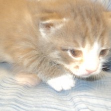 Котята ищут дом 