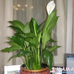 Спатифиллум!!! Цветы!