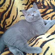 Шотландский страйт эрик хочет любви вашей кошечки