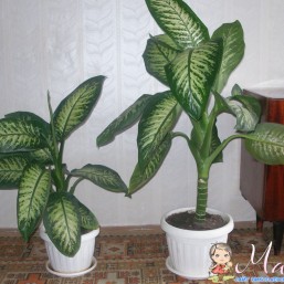 Диффенбахии