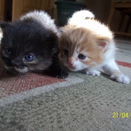 отдам котят