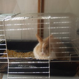 кролик карликовый