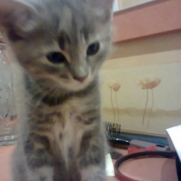 Котенок в хорошие руки