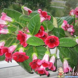 Цветы Глоксиния Малиново-красная (листики укорененные, детки)