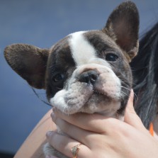 Французский бульдог