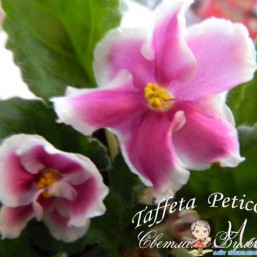 Фиалки,листики,детки