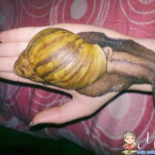 СРОЧНО! Улитка Ахатина