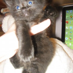 Чёрные пушистые котята