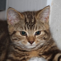 Клубные котята шотландской вислоухой редкого лилового мраморного и шоколадного мраморного окраса.