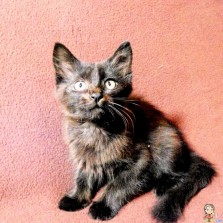 Красивые котята в заботливые ручки!