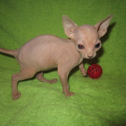 Продаю канадских сфинксов