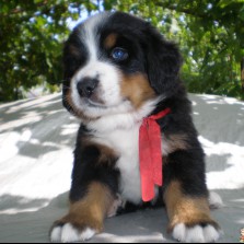 Щенки Бернского зенненхунда