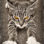 Алена Лесняк