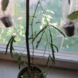 Мимоза стыдливая