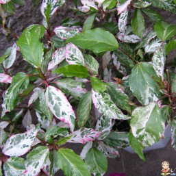 Гибискус пестролистный