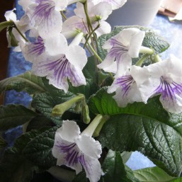 Стрептокарпус DS-Днепр (лист)