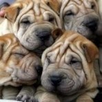  Злючка-Колючка