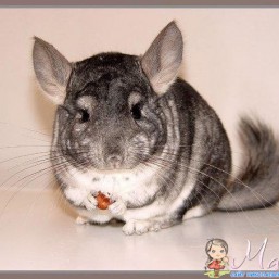 шиншилла, девочка, 3 месяца