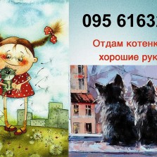  Котята чёрные приносят счастье в дом..