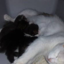 Пушистые котята