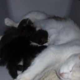 Пушистые котята