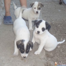 Щенки для дома и квартиры.