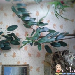 Комнатное растение Фикус. Высота 2,40м
