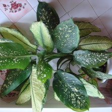 Цветы для дома и офиса