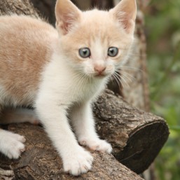 Котенок Персик, мальчик