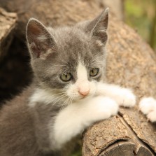 Котенок Серый, мальчик