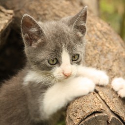 Котенок Серый, мальчик