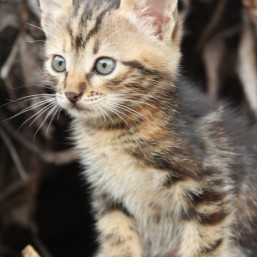 Кошечка Тигрица