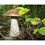  Подберезовик