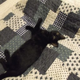 Котенок, девочка